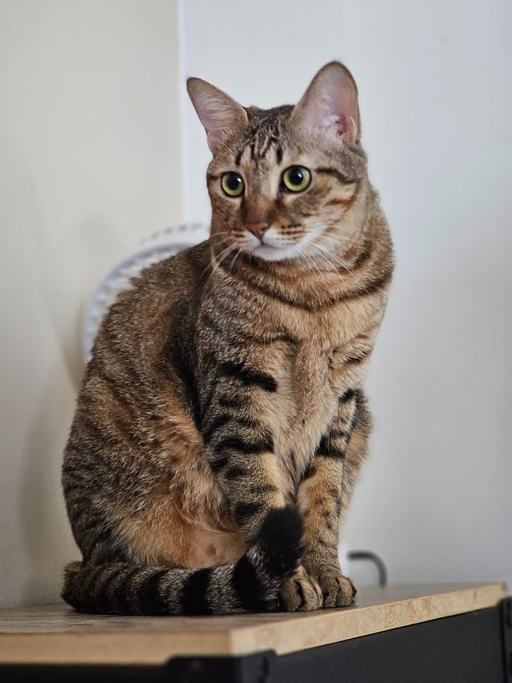 a pussy cat 