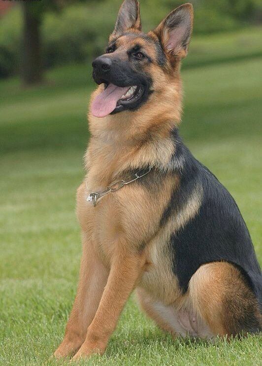 a doggie dog